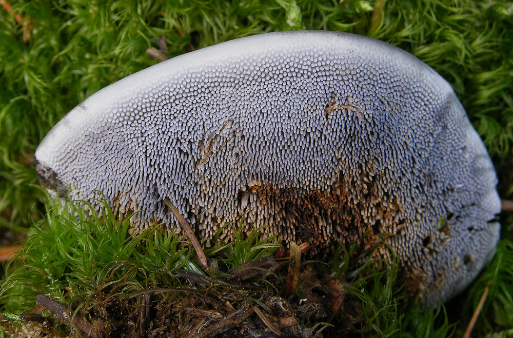 Hydnellum caeruleum (Hornem.) P. Karst.